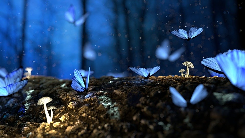 صور غابات