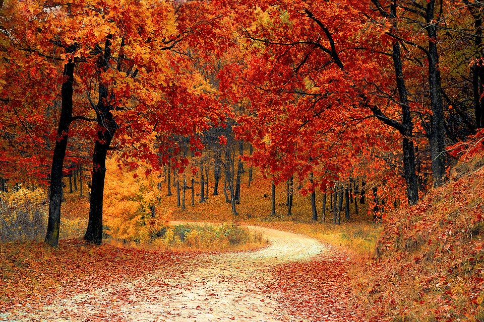 صور غابات طبيعة 