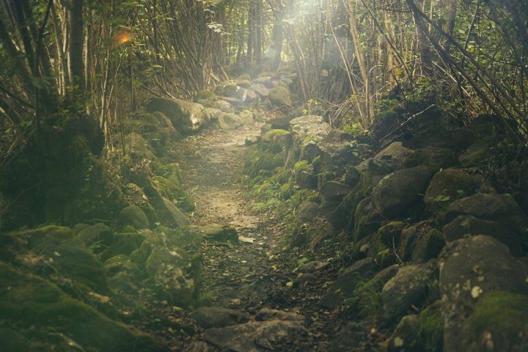 صور غابات طبيعية وأجمل صور غابات احترافية