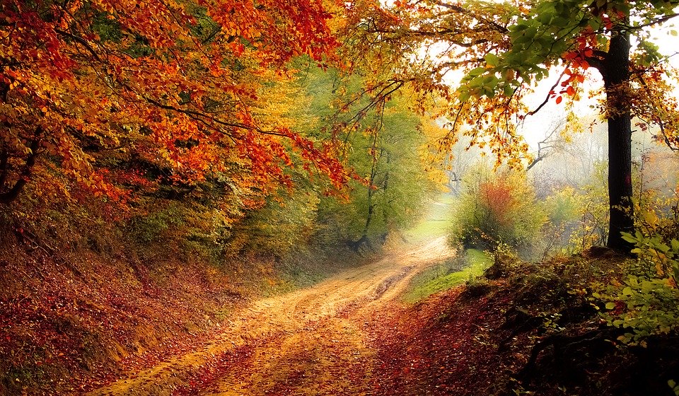 صور طبيعية اشجار غابات