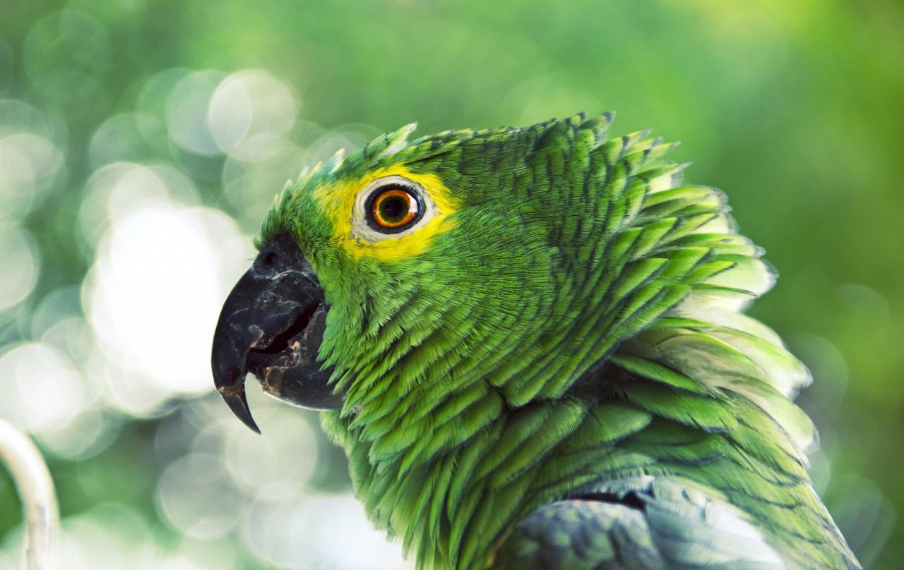 صور ببغاء جميلة وخلفيات ببغاء parrot pictures