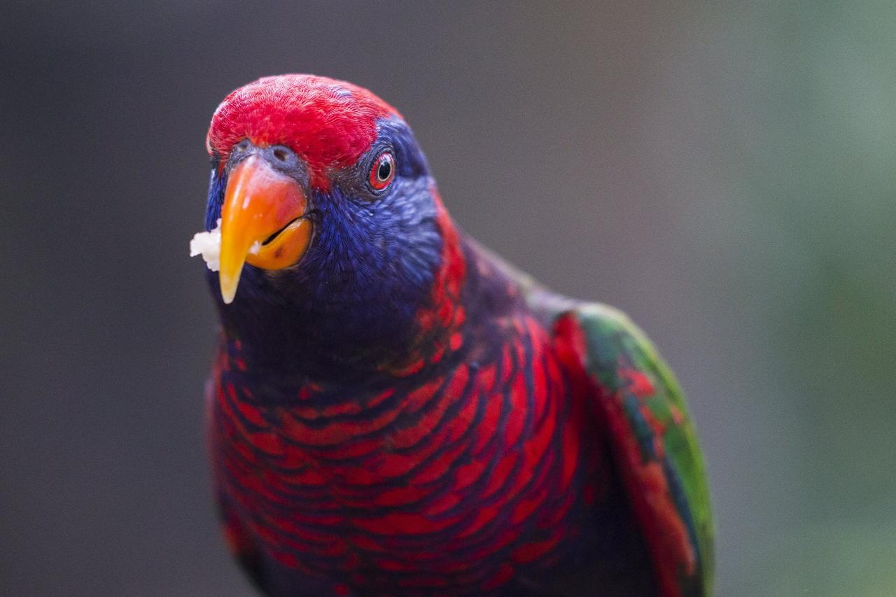 صور ببغاء جميلة وخلفيات ببغاء parrot pictures