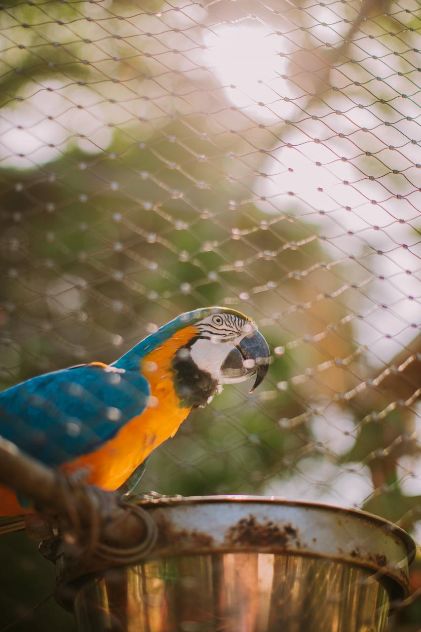 صور ببغاء جميلة وخلفيات ببغاء parrot pictures