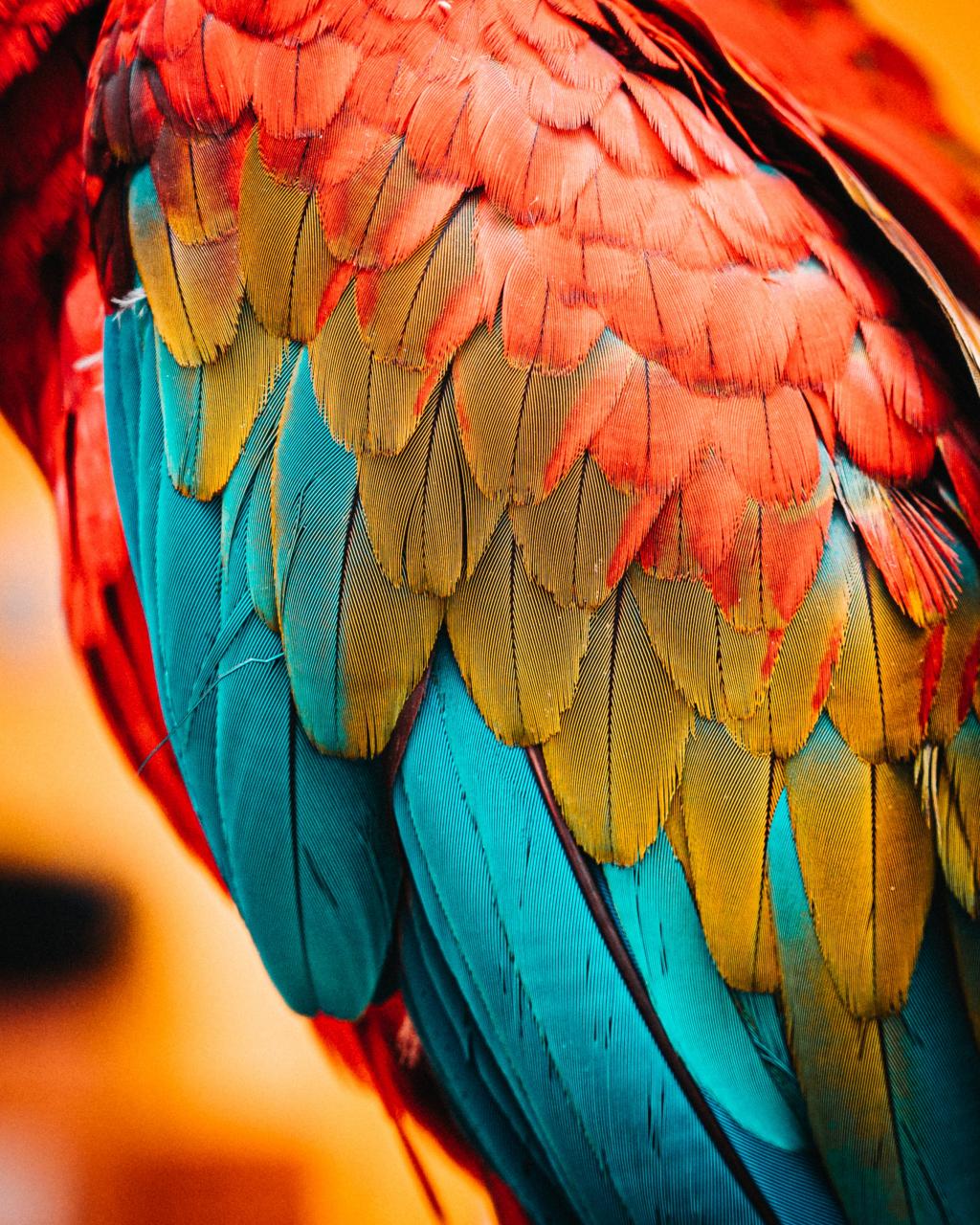 صور ببغاء جميلة وخلفيات ببغاء parrot pictures