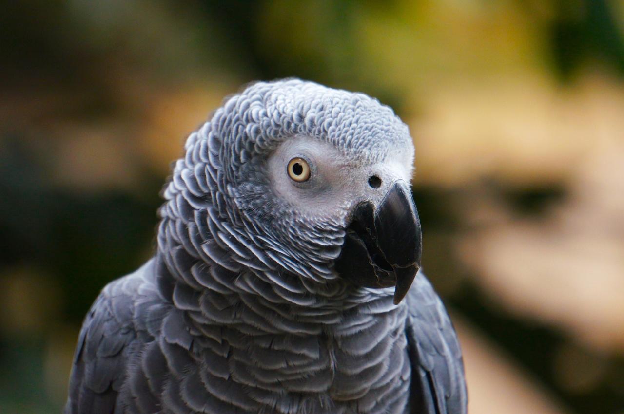 صور ببغاء جميلة وخلفيات ببغاء parrot pictures