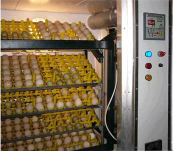 hatching eggs machine information