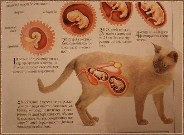Сколько ходят кошки беременность